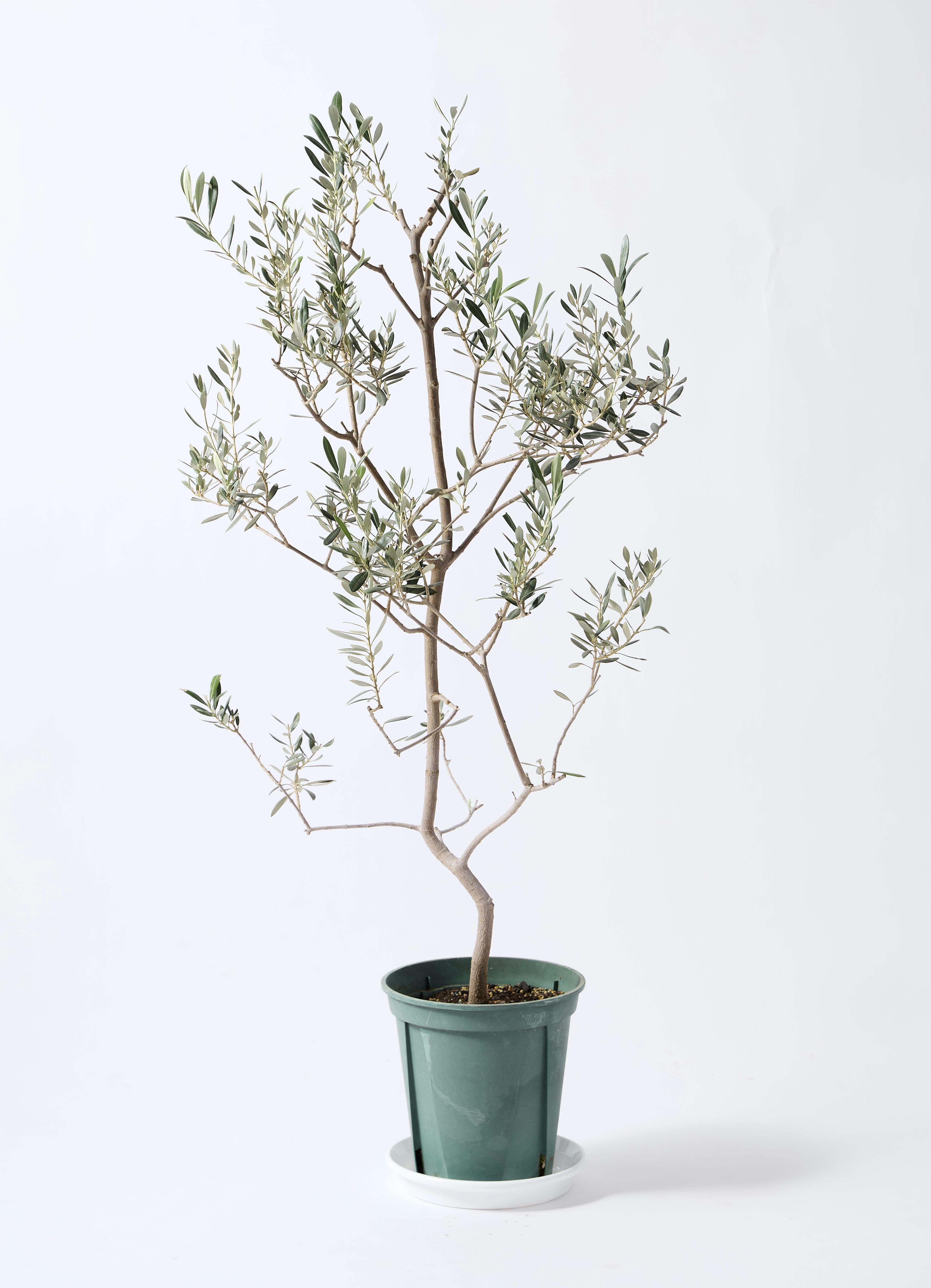 小倉園のオリーブ バロウニ | 観葉植物ならHitoHana（ひとはな）