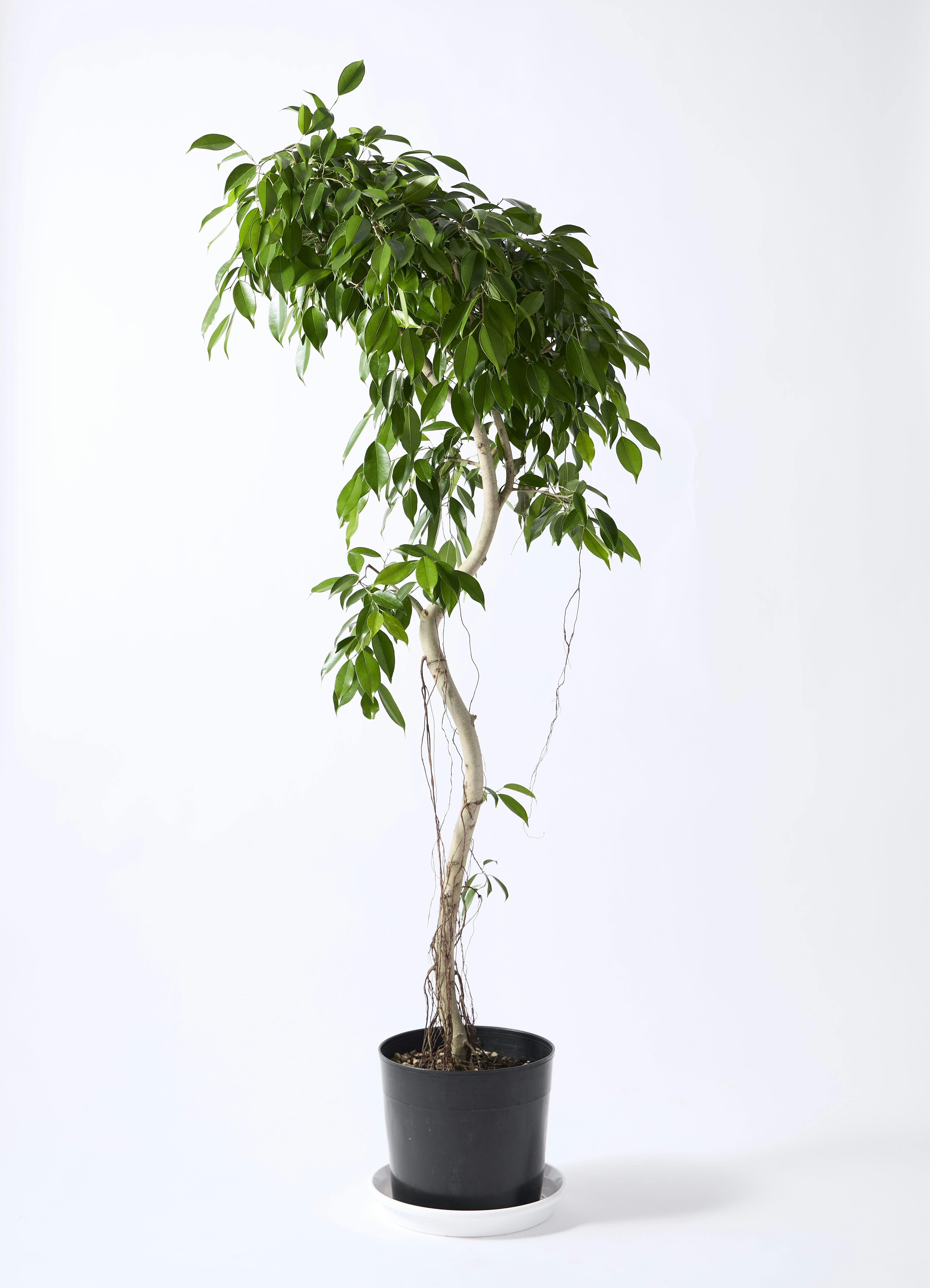 フィカス ベンジャミン ヌダ | 観葉植物通販 Hitohana（ひとはな）