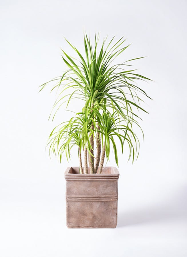 ドラセナ カンボジアーナ | 観葉植物通販HitoHana(ひとはな)