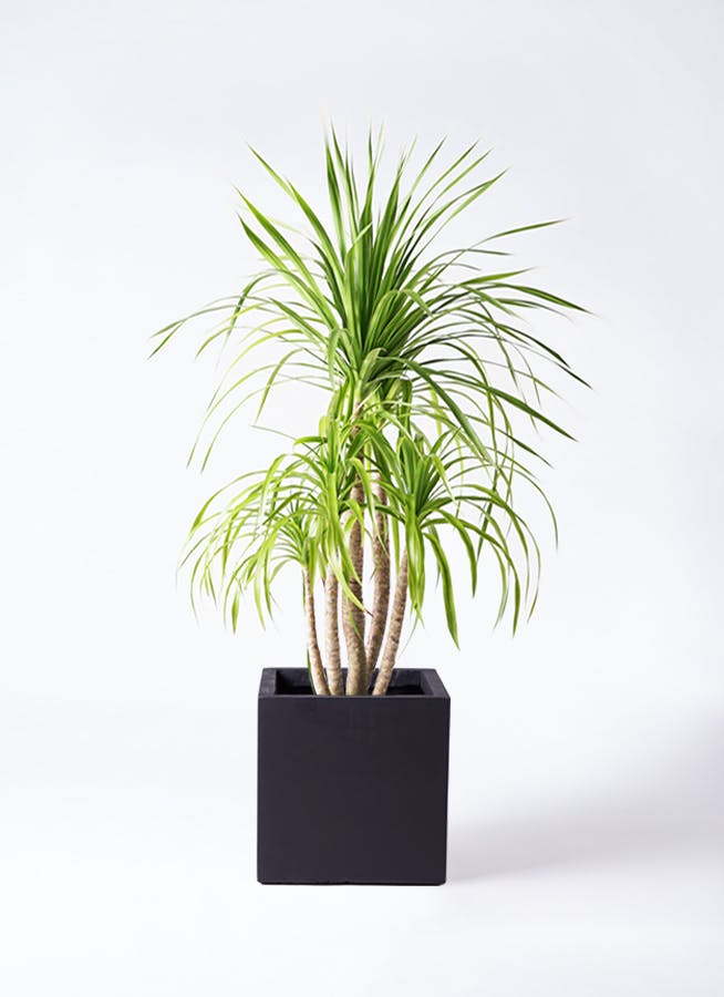ドラセナ カンボジアーナ | 観葉植物通販HitoHana(ひとはな)