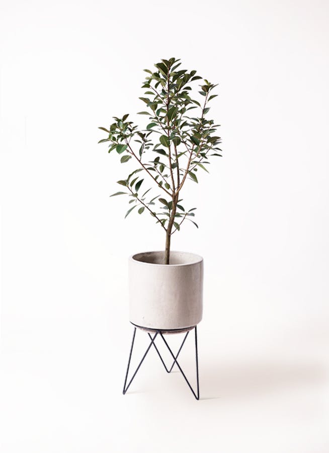 フランスゴムの木 8号 | 観葉植物 | 送料無料でお届け - Hitohana