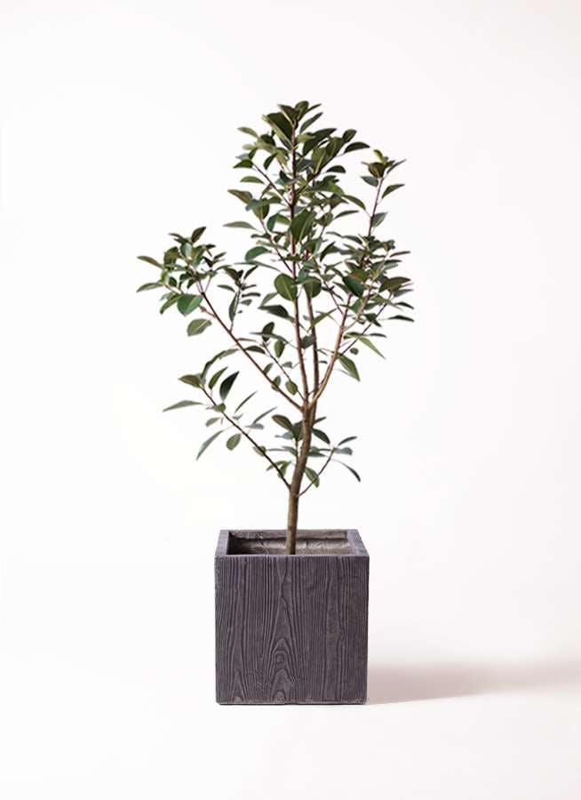 観葉植物 フランスゴムの木 8号 ノーマル ベータ キューブプランター ウッド 茶 付き