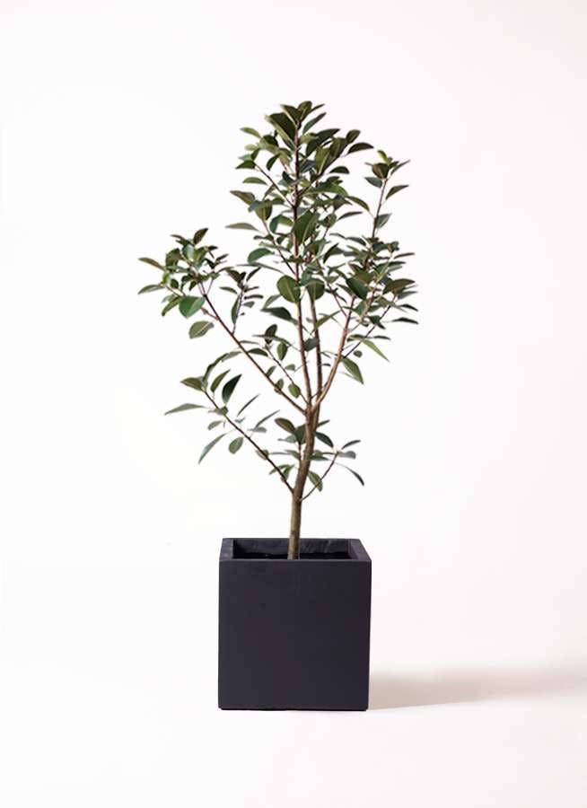観葉植物 フランスゴムの木 8号 ノーマル ベータ キューブプランター 黒 付き