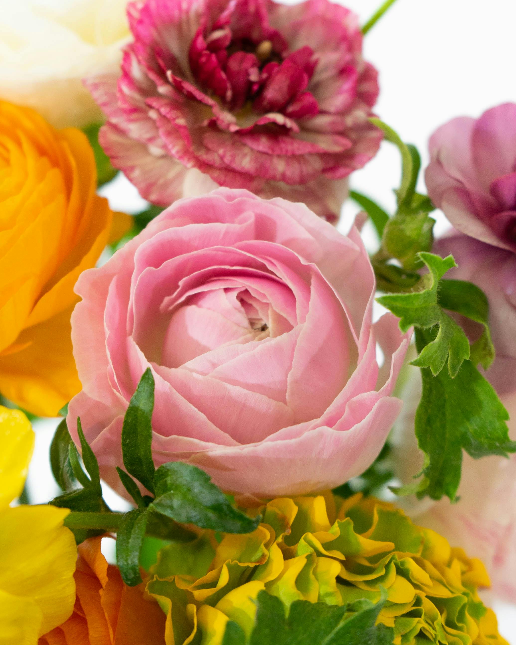 産地直送 ラナンキュラス 花束 おまかせミックス （20本入り）／宮城