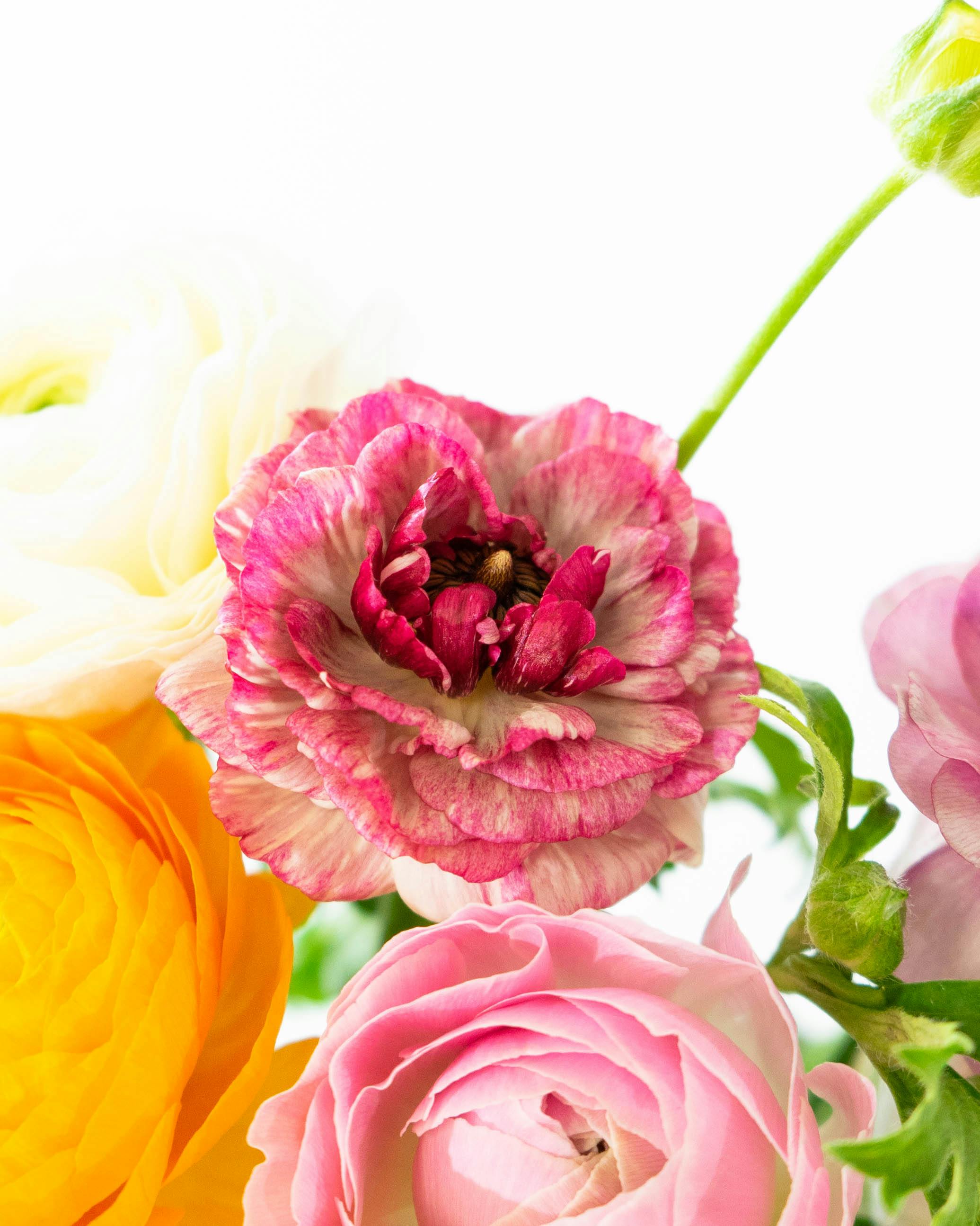 産地直送 ラナンキュラス 花束 おまかせミックス （20本入り）／宮城