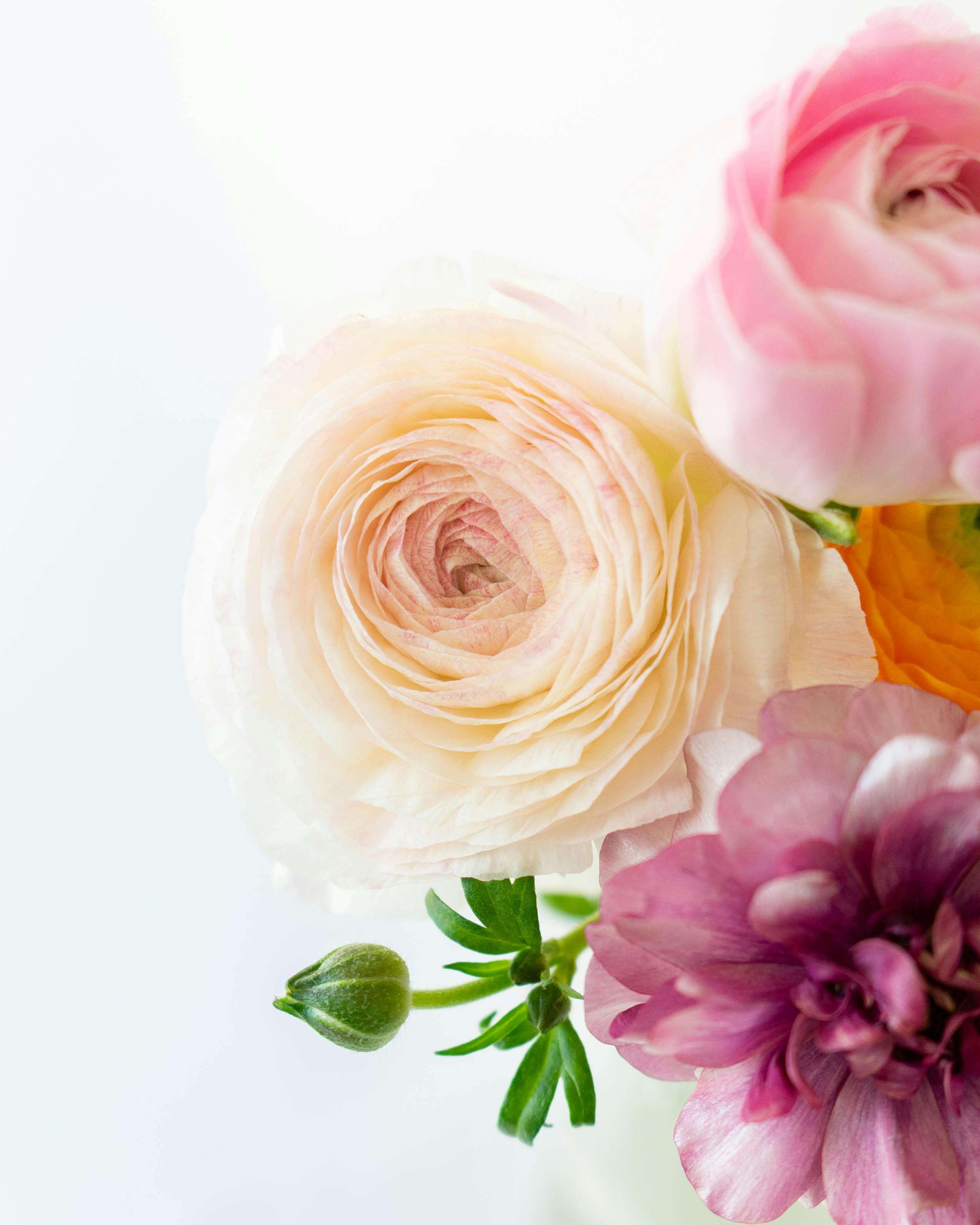 産地直送 ラナンキュラス 花束 おまかせミックス （20本入り）／宮城