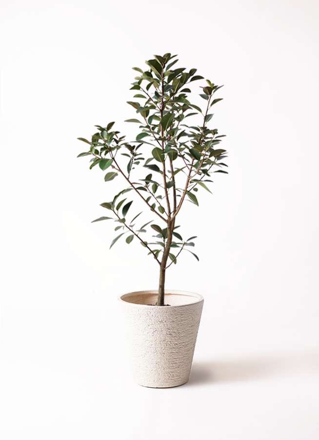 観葉植物 フランスゴムの木 8号 ノーマル ビアスソリッド 白 付き