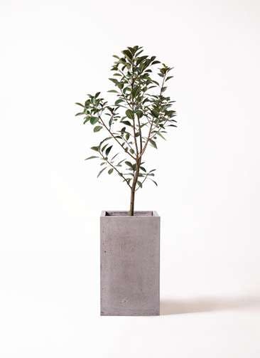 観葉植物 フランスゴムの木 8号 ノーマル セドナロング グレイ 付き