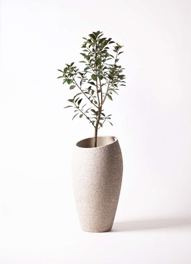 観葉植物 フランスゴムの木 8号 ノーマル エコストーントールタイプ Light Gray 付き