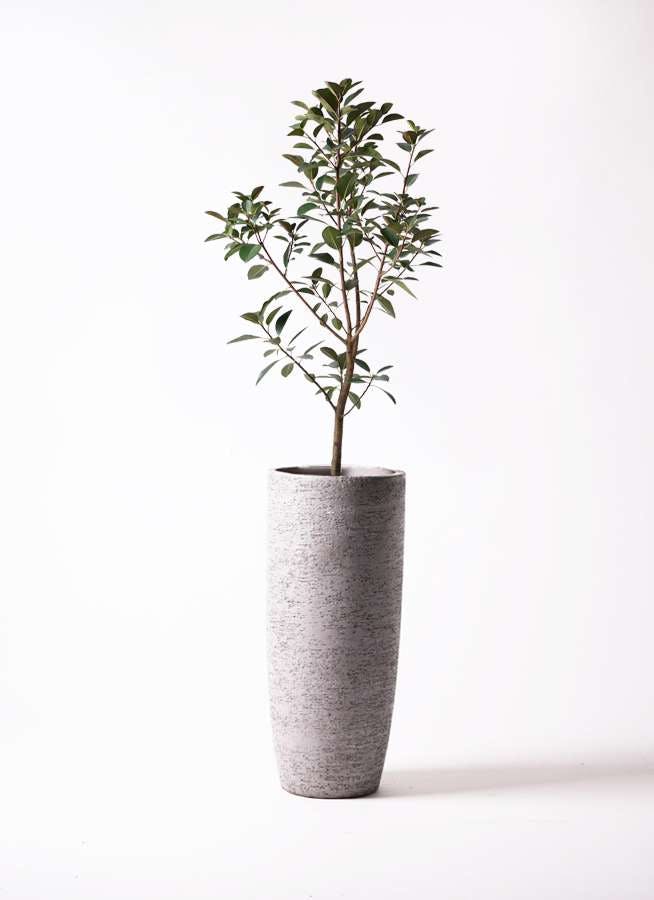 観葉植物 フランスゴムの木 8号 ノーマル エコストーントールタイプ Gray 付き