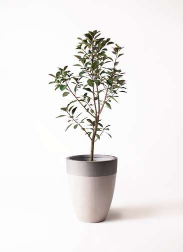 観葉植物 フランスゴムの木 8号 ノーマル ファイバーストーンカプリ サンディホワイト 付き