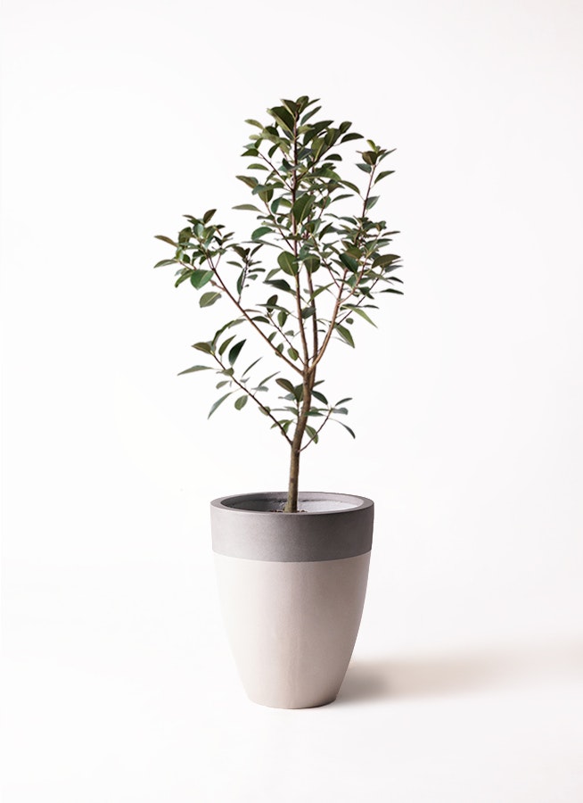 観葉植物 フランスゴムの木 8号 ノーマル ファイバーストーンカプリ サンディホワイト 付き | 観葉植物ならHitoHana(ひとはな)