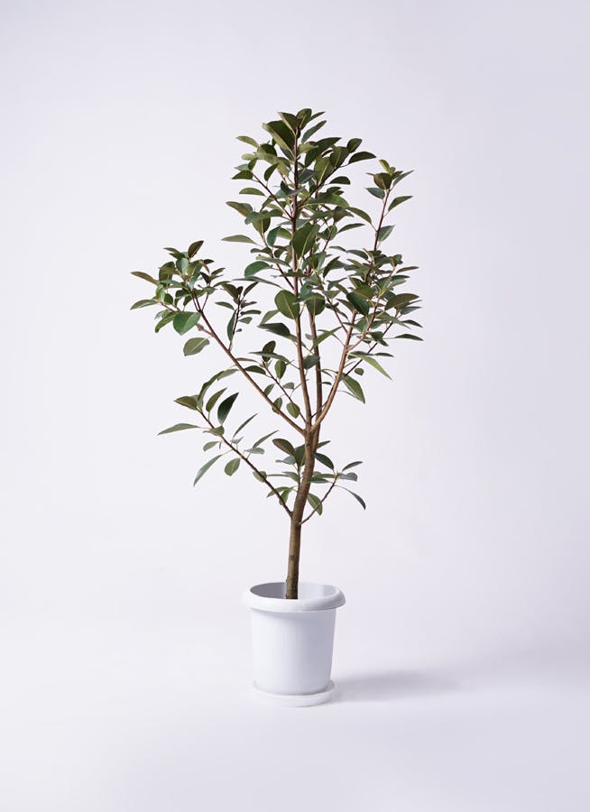 観葉植物 フランスゴムの木 8号 ノーマル ビトロ エンデカ ブルー 