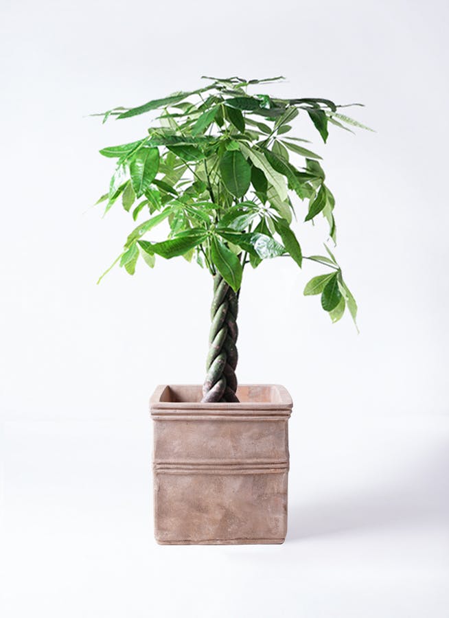 観葉植物 パキラ 8号 ねじり テラアストラ カペラキュビ 赤茶色 付き