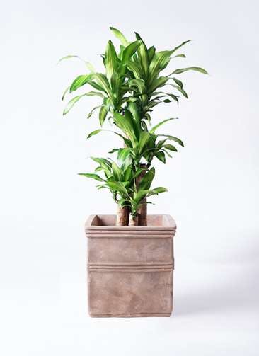 観葉植物 ドラセナ 幸福の木 8号 ノーマル テラアストラ カペラキュビ 赤茶色 付き