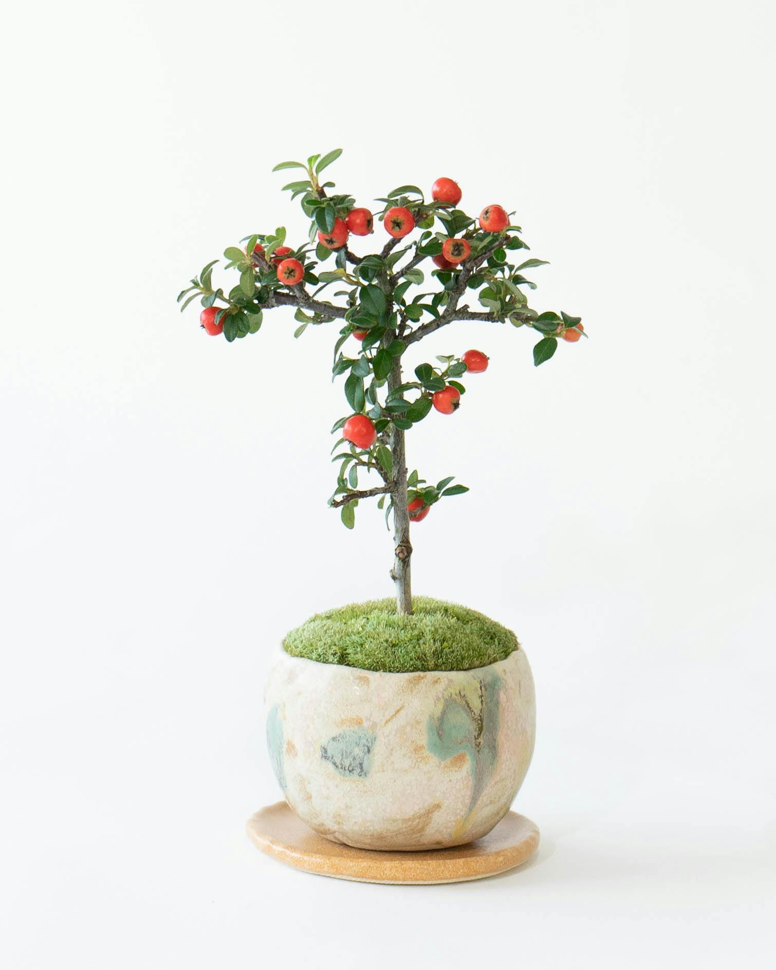 ミニ盆栽の通販 | HitoHana（ひとはな）