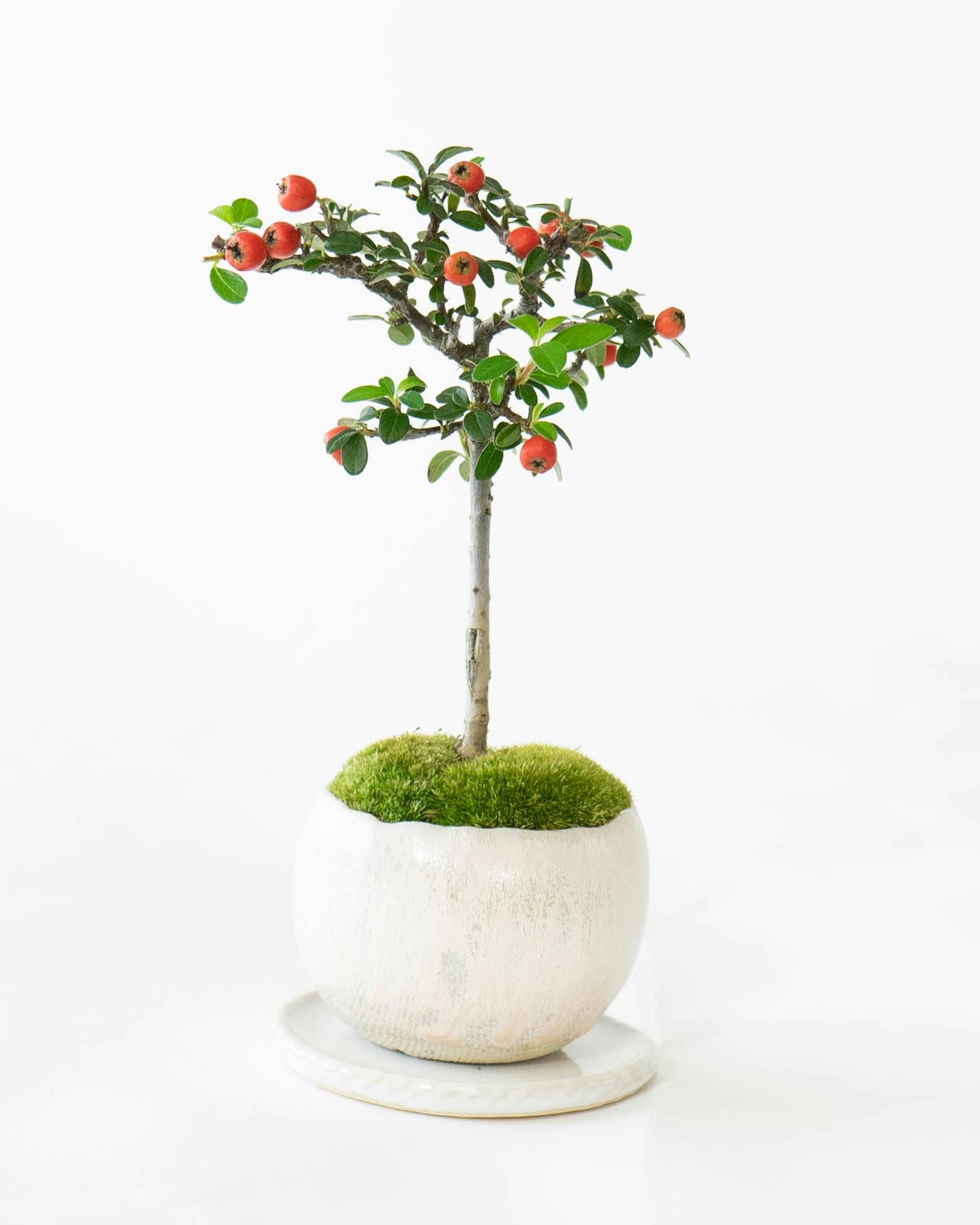 ミニ盆栽の通販 | HitoHana（ひとはな）