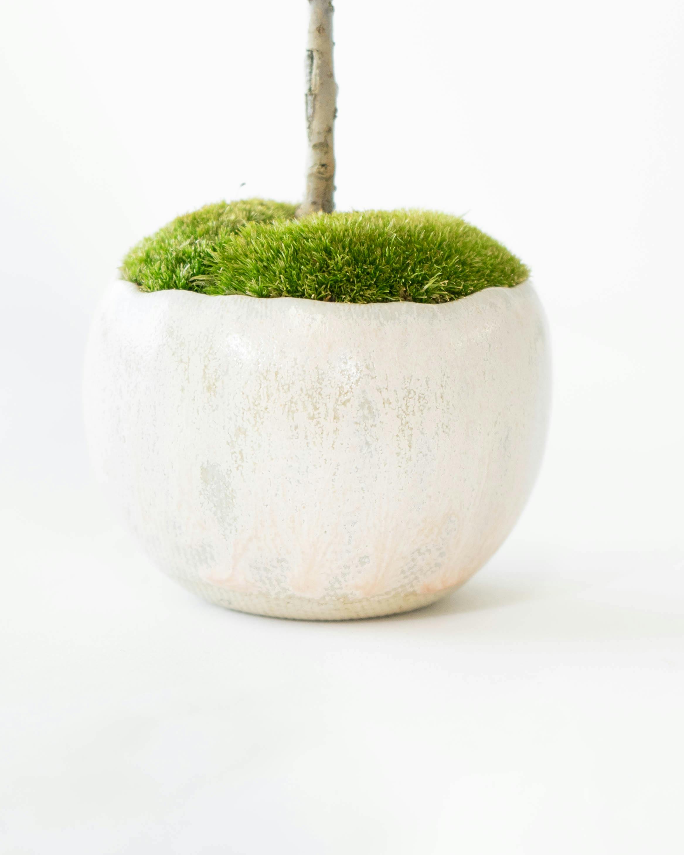 産地直送 盆栽 カマツカコケモモ Lサイズ 鉢色 白結晶（受け皿セット