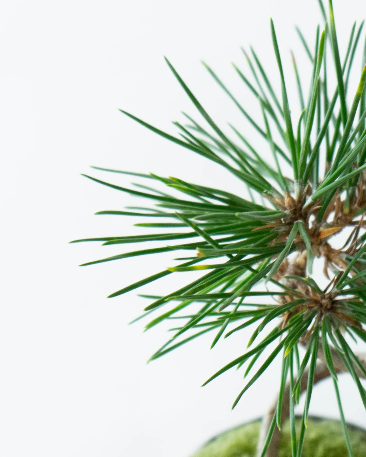 産地直送 盆栽 クロマツ Mサイズ 鉢色 銅黒（受け皿セット）／山形