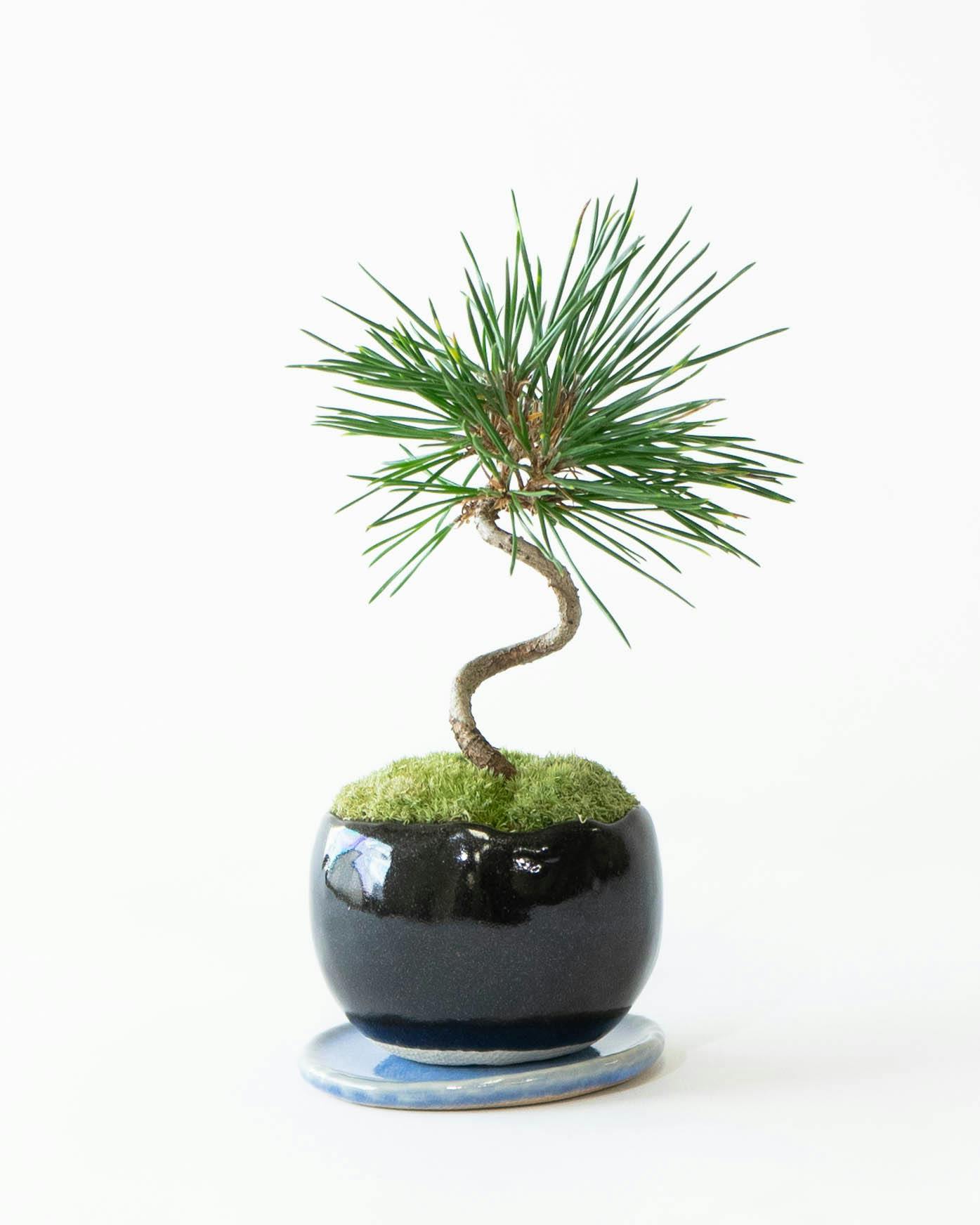 にわか盆栽一式 種類多数 にわか盆栽一式 種類多数 にわか盆栽一式 種類多数