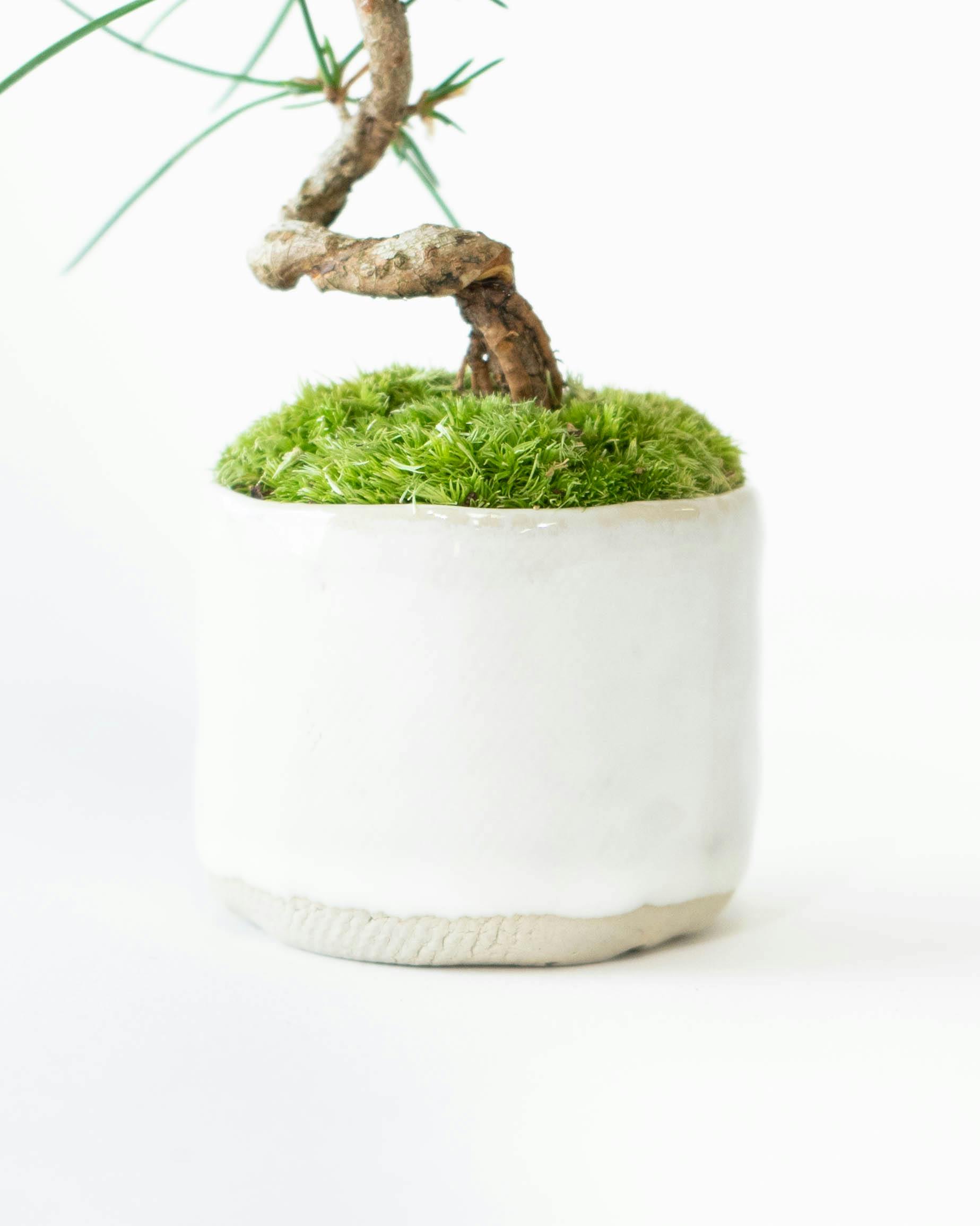 産地直送 盆栽 クロマツ Mサイズ 鉢名 新月M：short 鉢色 白萩（受け皿