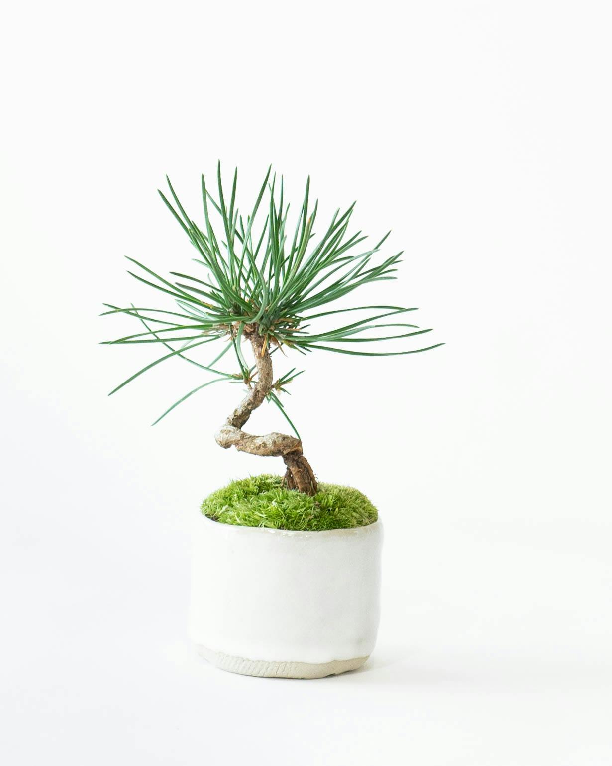 佐太郎　盆栽鉢 産地直送 盆栽 クロマツ Mサイズ 鉢名 新月M：short 鉢色 白萩（受け皿