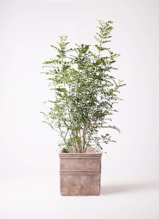 観葉植物 シマトネリコ 8号 テラアストラ カペラキュビ 赤茶色 付き