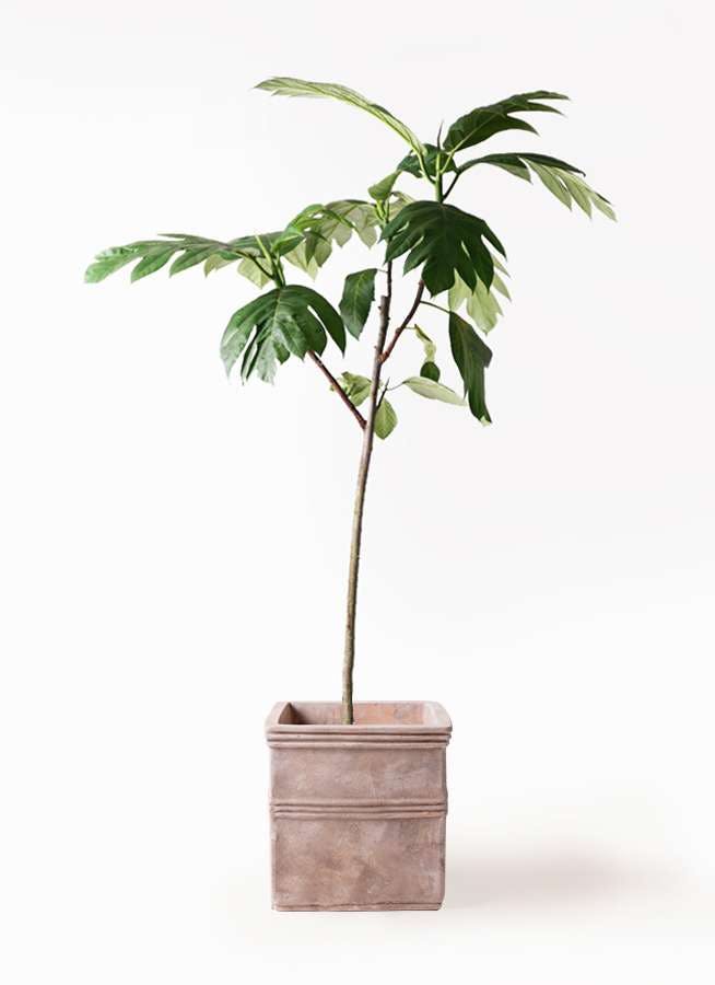 観葉植物 パンノキ 8号 テラアストラ カペラキュビ 赤茶色 付き 観葉植物ならhitohana ひとはな
