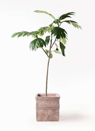 観葉植物 パンノキ 8号 テラアストラ カペラキュビ 赤茶色 付き