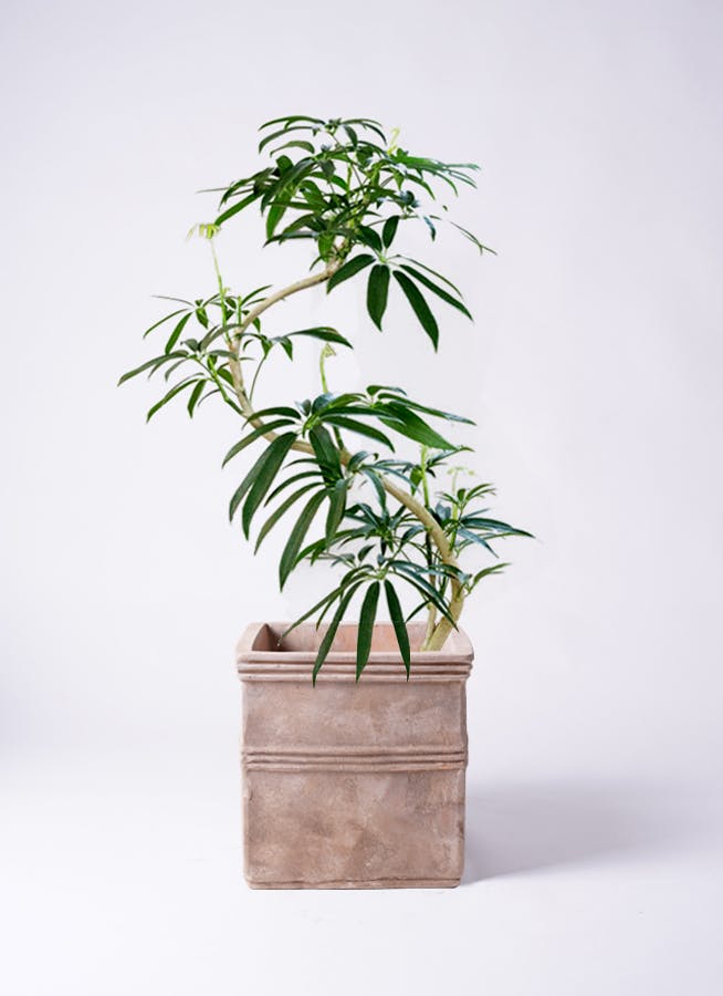 シェフレラ アンガスティフォリア | 観葉植物通販 HitoHana（ひとはな）