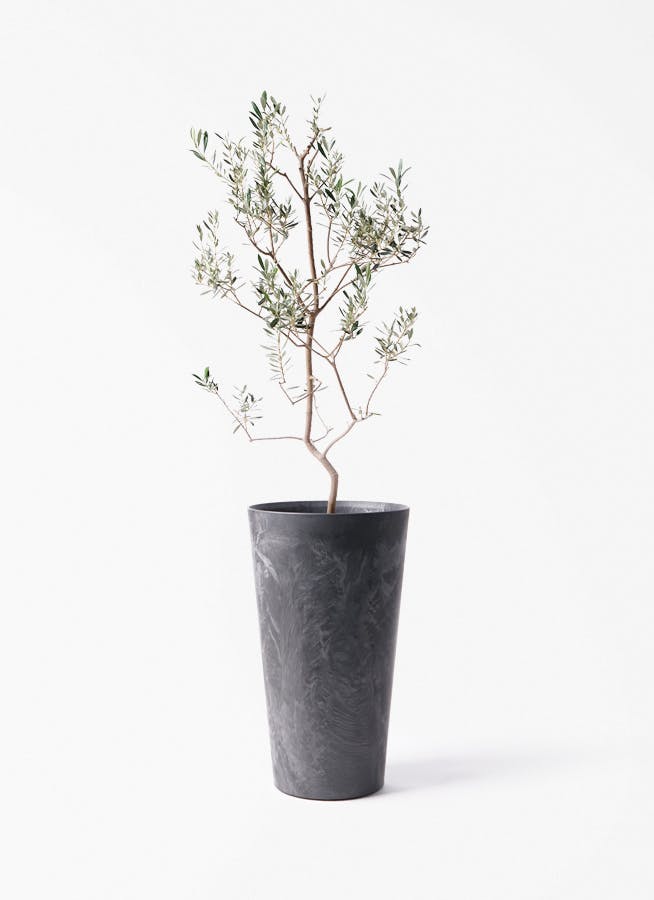 観葉植物 トックリラン ポニーテール 8号 アートストーン トール