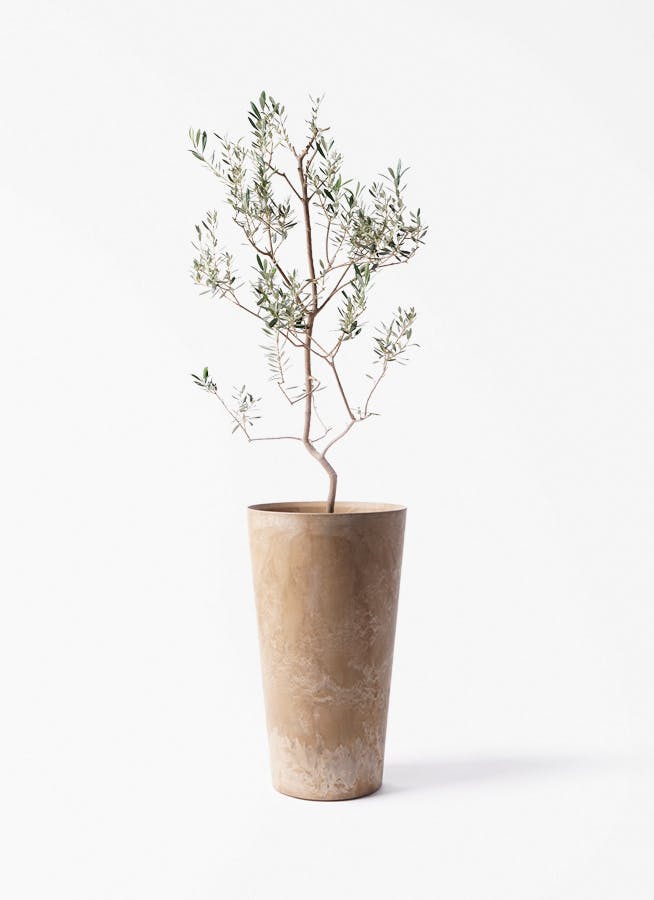 観葉植物 オリーブの木 8号 カヨンヌ アートストーン トールラウンド