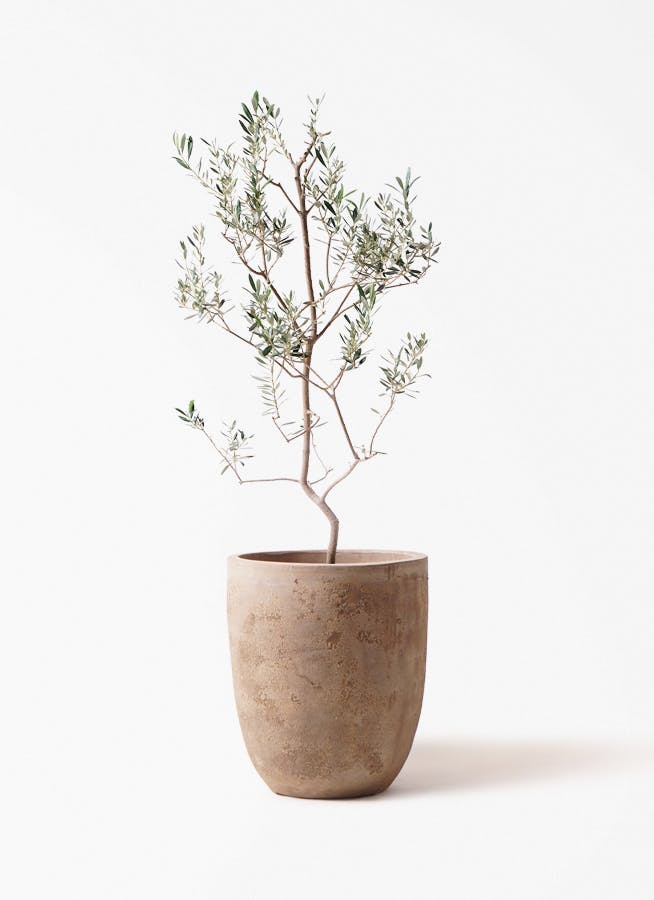 観葉植物 オリーブの木 8号 コレッジョラ ルーガ アンティコ アルト
