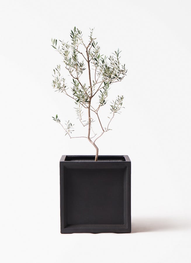 観葉植物 オリーブの木 8号 ワンセブンセブン ブリティッシュキューブ