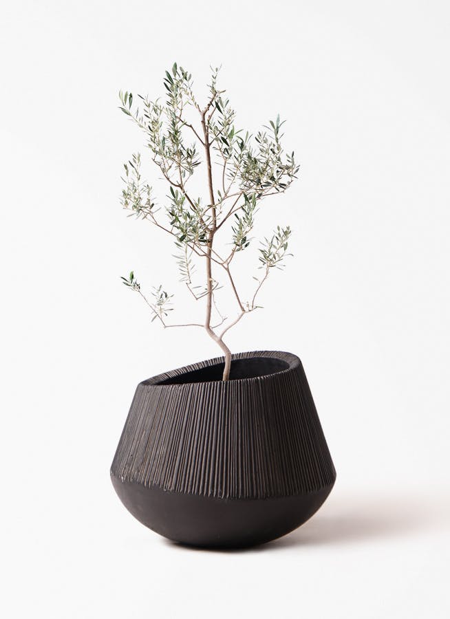 観葉植物 フィカス ベンガレンシス 8号 ストレート エディラウンド 黒