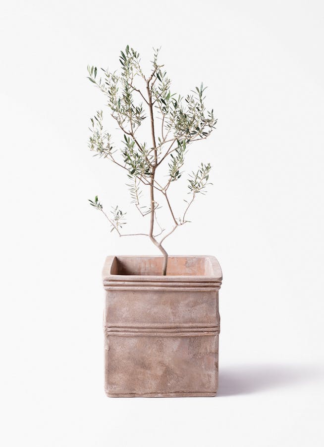 観葉植物 フェニックスロベレニー 8号 テラアストラ カペラキュビ 赤