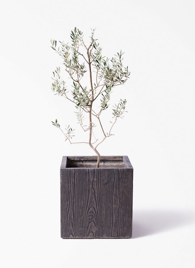 観葉植物 シュロチク（棕櫚竹） 8号 ベータ キューブプランター ウッド