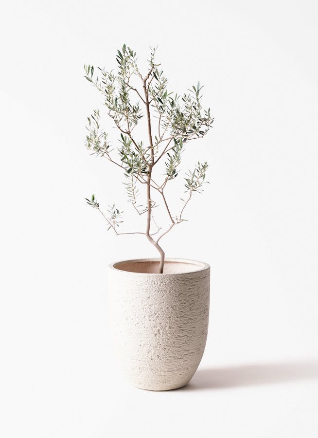 小倉園のオリーブ バロウニ | 観葉植物ならHitoHana（ひとはな）