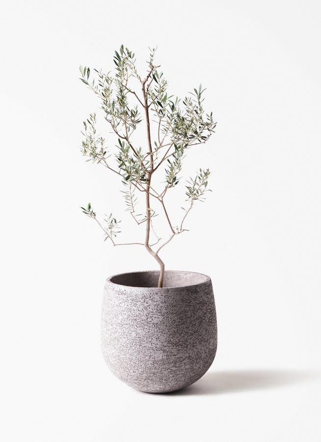 観葉植物 オリーブの木 8号 カヨンヌ エコストーンGray 付き / 小倉園