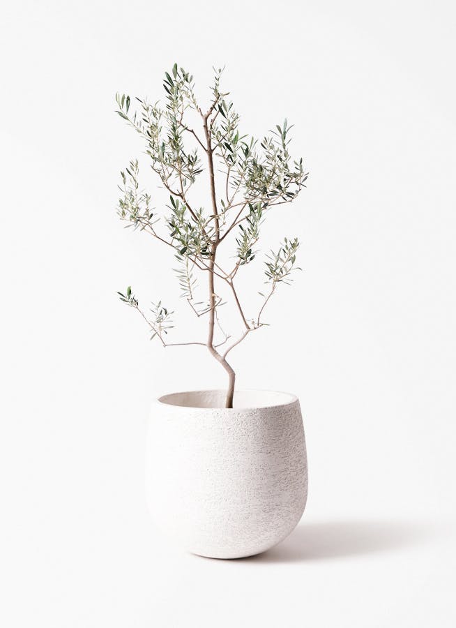 観葉植物 テーブルヤシ 7号 エコストーンwhite 付き | 観葉植物なら