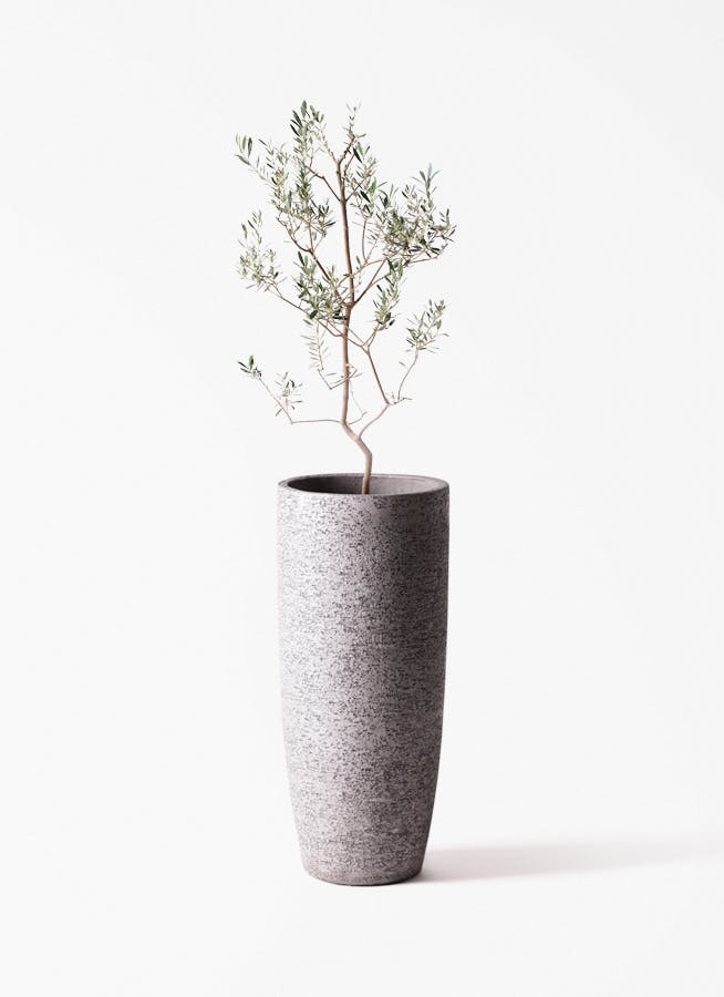 オリーブの木 8号 | 観葉植物 | 送料無料でお届け - Hitohana（ひとはな）