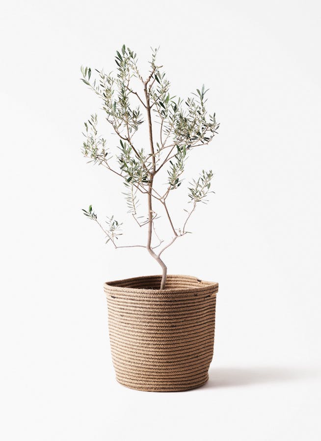 小倉園のオリーブ バロウニ | 観葉植物ならHitoHana（ひとはな）