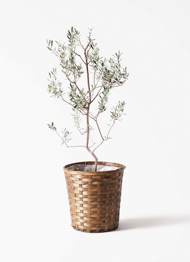 小倉園のオリーブ バロウニ | 観葉植物ならHitoHana（ひとはな）