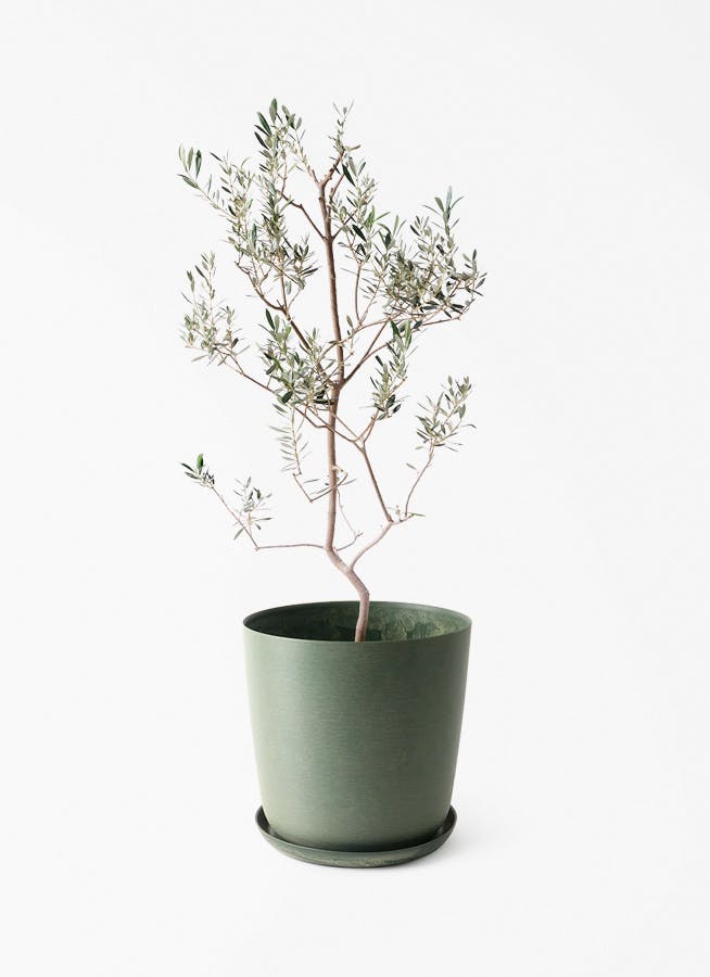 観葉植物 オリーブの木 8号 カヨンヌ エステリ グリーン 付き / 小倉園