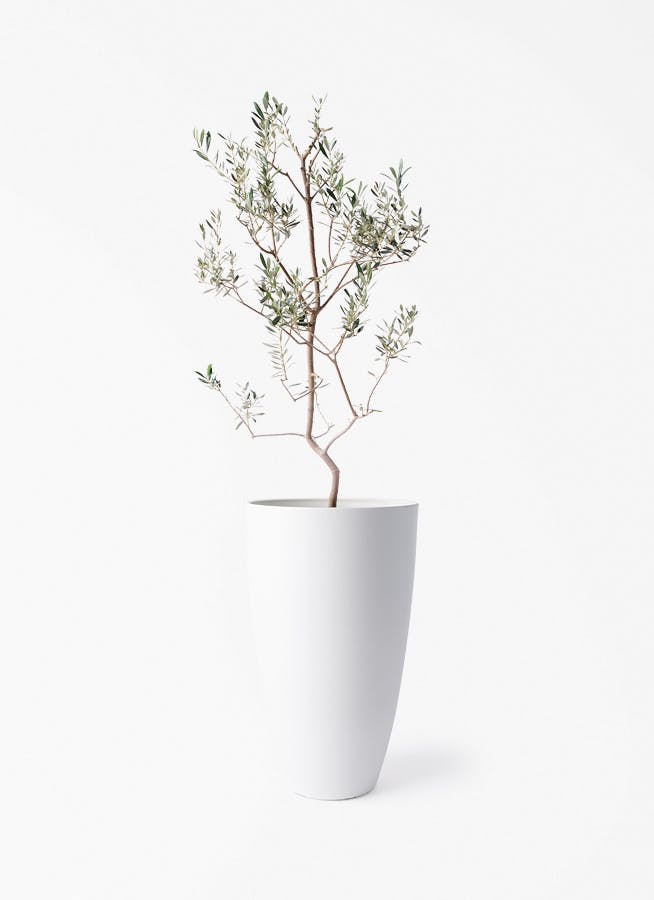 観葉植物 オリーブの木 8号 バロウニ フォレスト トール 観葉植物 オリーブの木 8号 バロウニ フォレスト トール