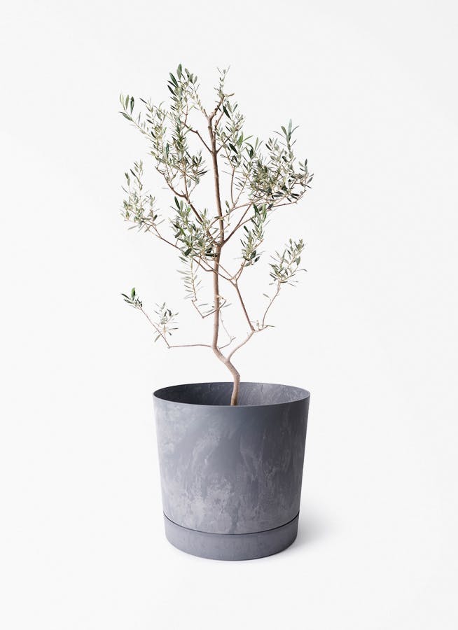 観葉植物 オリーブの木 8号 バロウニ プロスパー トゥーボ 観葉植物 オリーブの木 8号 バロウニ プロスパー トゥーボ