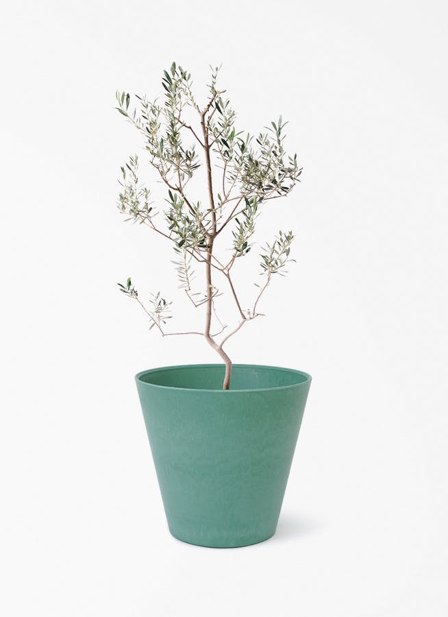 小倉園のオリーブ バロウニ | 観葉植物ならHitoHana（ひとはな）