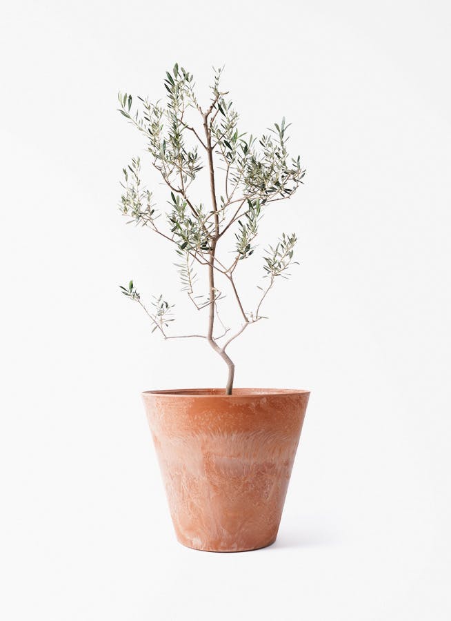 観葉植物 ドラセナ コンシンネ 8号 曲り（龍）トリカラー アート