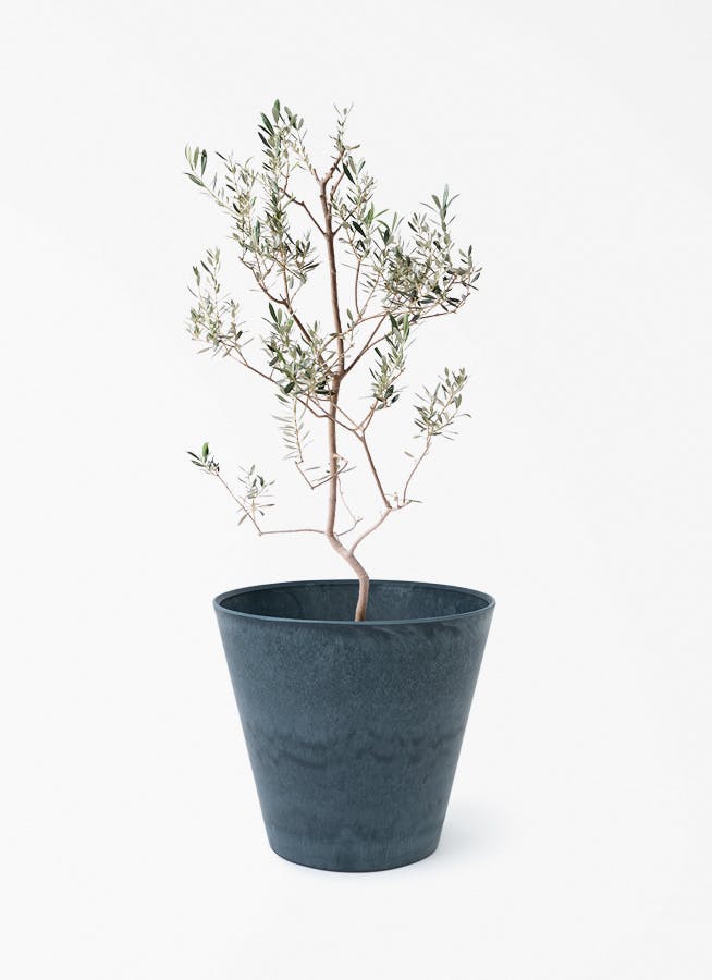 観葉植物 オリーブの木 8号 カヨンヌ アートストーン ラウンド NIGHT