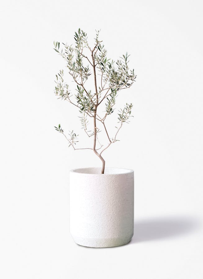観葉植物 オリーブの木 8号 バロウニ Eco Stone (エコストーン
